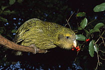 Kakapo (Strigops habroptilus) flightless nocturnal parrot, hand-reared, feeding on Supplejack berries (Ripogonum scandens), Codfish Island, Whenua Hoa, New Zealand