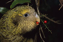 Kakapo (Strigops habroptilus) flightless nocturnal parrot, hand-reared, feeding on Supplejack berries (Ripogonum scandens), Codfish Island, Whenua Hoa, New Zealand