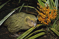Kakapo (Strigops habroptilus) flightless nocturnal parrot, hand-reared, feeding on Astelia berries, Codfish Island, Whenua Hoa, New Zealand