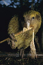 Kakapo (Strigops habroptilus) flightless nocturnal parrot, hand-reared, pressing juice from fibrous grass, Codfish Island, Whenua Hoa, New Zealand