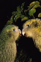 Kakapo (Strigops habroptilus) flightless nocturnal parrot, hand-reared, playful young pair, Codfish Island, Whenua Hoa, New Zealand