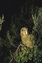 Kakapo (Strigops habroptilus) flightless nocturnal parrot, hand-reared, scrambling through scrub in search of berries, Codfish Island, Whenua Hoa, New Zealand