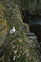 Northern Fulmar (Fulmarus glacialis) nesting among sea thrift and other maritime plants along sea cliff, Sumborough Head, Shetland Islands, United Kingdom
