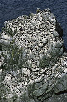 Common Murre (Uria aalge) breeding colony, Sumburgh Head, Shetland Islands, United Kingdom
