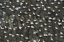 Northern Gannet (Morus bassanus) enormous and expanding nesting colony on sea stacks and cliffs, Hermaness, Shetland Islands, United Kingdom