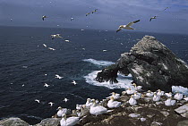 Northern Gannet (Morus bassanus) enormous and expanding nesting colony on sea stacks and cliffs, Hermaness, Shetland Islands, United Kingdom
