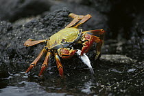 Sally Lightfoot Crab (Grapsus grapsus) feeing on young mullet, Cape Douglas, Fernandina Island, Galapagos Islands, Ecuador