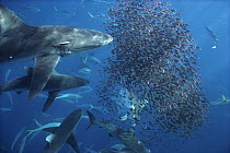 Silky Shark (Carcharhinus falciformis) offshore feeding frenzy, Wenman Island, Galapagos Islands, Ecuador
