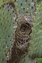 Small Ground-Finch (Geospiza fuliginosa) female nesting in cactus, Academy Bay, Santa Cruz Island, Galapagos Islands, Ecuador