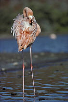 Greater Flamingo (Phoenicopterus ruber) preening color derived from pigment in Brine Shrimp, Rabida Island, Galapagos Islands, Ecuador
