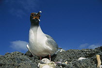 Swallow-tailed Gull (Creagrus furcatus) world's only nocturnal and pelagic gull incubating egg on nest, Genovesa Island, Galapagos Islands, Ecuador