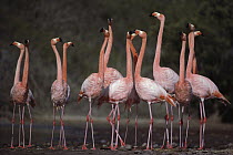 Greater Flamingo (Phoenicopterus ruber) synchronized group courtship dance, Rabida Island, Galapagos Islands, Ecuador