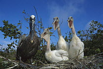 Brown Pelican (Pelecanus occidentalis) chicks begging frantically for food from parent, Academy Bay, Santa Cruz Island, Galapagos Islands, Ecuador