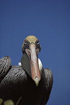 Brown Pelican (Pelecanus occidentalis) portrait, Turtle Bay, Santa Cruz Island, Galapagos Islands, Ecuador