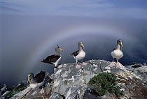 Chatham Albatross (Thalassarche eremita) on a cliff edge nesting site framed by fogbow, critically endangered, The Pyramid, Chatham Islands