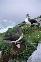 Chatham Albatross (Thalassarche eremita) pair at nest on a cliff edge, critically endangered, The Pyramid, Chatham Islands