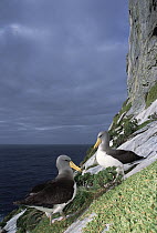 Chatham Albatross (Thalassarche eremita) on a cliff edge, critically endangered, The Pyramid, Chatham Islands
