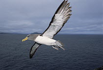 Chatham Albatross (Thalassarche eremita) flying, critically endangered, The Pyramid, Chatham Islands