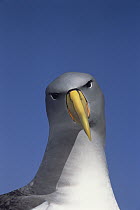 Chatham Albatross (Thalassarche eremita) portrait, critically endangered, The Pyramid, Chatham Islands
