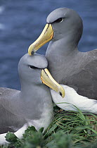 Chatham Albatross (Thalassarche eremita) affectionate pair, critically endangered, The Pyramid, Chatham Islands