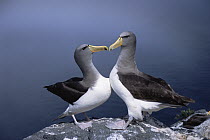 Chatham Albatross (Thalassarche eremita) courting pair, critically endangered, The Pyramid, Chatham Islands
