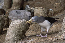 Chatham Albatross (Thalassarche eremita) parent with chick on nest, critically endangered, The Pyramid, Chatham Islands
