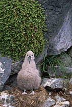 Chatham Albatross (Thalassarche eremita) downy chick on nest, critically endangered, The Pyramid, Chatham Islands