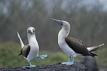 Blue-footed Booby (Sula nebouxii) pair performing courtship dance, Hood Island, Galapagos Islands, Ecuador