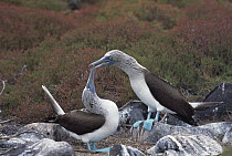 Blue-footed Booby (Sula nebouxii) pair courting, Hood Island, Galapagos Islands, Ecuador