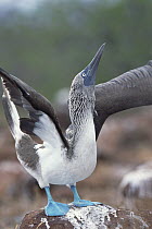 Blue-footed Booby (Sula nebouxii) pair performing courtship dance, Hood Island, Galapagos Islands, Ecuador