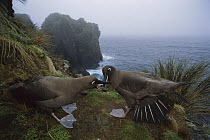 Sooty Albatross (Phoebetria fusca) pair courting on coastal cliff edge, Gough Island, South Atlantic