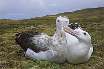 Tristan Albatross (Diomedea dabbenena) male nibbling females bill, Gough Island, South Atlantic