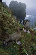 Sooty Albatross (Phoebetria fusca) pair courting on cliff edge, Gough Island, South Atlantic