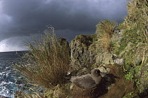 Sooty Albatross (Phoebetria fusca) nesting, Gough Island, South Atlantic