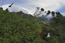 Yellow-nosed Albatross (Thalassarche chlororhynchos) nesting in ferns and endemic Island Cape Myrtle (Phylica arborea), Gough Island, South Atlantic