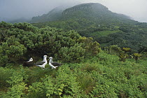 Yellow-nosed Albatross (Thalassarche chlororhynchos) group in ferns and endemic Island Cape Myrtle (Phylica arborea), Gough Island, South Atlantic