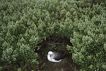 Yellow-nosed Albatross (Thalassarche chlororhynchos) nesting under Island Cape Myrtle (Phylica arborea), Tristan da Cunha, South Atlantic
