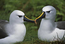 Yellow-nosed Albatross (Thalassarche chlororhynchos) pair, Gough Island, South Atlantic