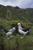 Yellow-nosed Albatross (Thalassarche chlororhynchos) courting, Gough Island, South Atlantic