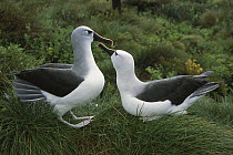 Yellow-nosed Albatross (Thalassarche chlororhynchos) courting, Gough Island, South Atlantic