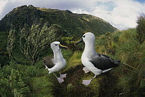 Yellow-nosed Albatross (Thalassarche chlororhynchos) nesting in ferns and endemic Island Cape Myrtle (Phylica arborea), Gough Island, South Atlantic