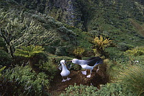 Yellow-nosed Albatross (Thalassarche chlororhynchos) pair nesting in endemic Island Cape Myrtle (Phylica arborea), Gough Island, South Atlantic