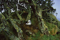 Yellow-nosed Albatross (Thalassarche chlororhynchos) nesting in endemic Island Cape Myrtle (Phylica arborea), Gough Island, South Atlantic