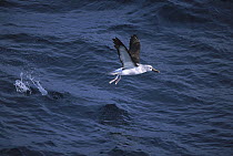 Yellow-nosed Albatross (Thalassarche chlororhynchos) taking off, South Atlantic