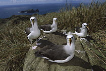 Yellow-nosed Albatross (Thalassarche chlororhynchos) group, Tristan da Cunha, South Atlantic