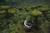 Yellow-nosed Albatross (Thalassarche chlororhynchos) nesting, Gough Island, South Atlantic