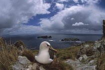 Yellow-nosed Albatross (Thalassarche chlororhynchos) nesting, Tristan da Cunha, South Atlantic