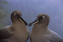 Sooty Albatross (Phoebetria fusca), Gough Island, South Atlantic