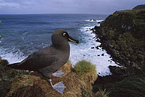 Sooty Albatross (Phoebetria fusca) on cliff edge, Gough Island, South Atlantic