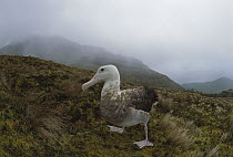 Tristan Albatross (Diomedea dabbenena) female, Gough Island, South Atlantic
